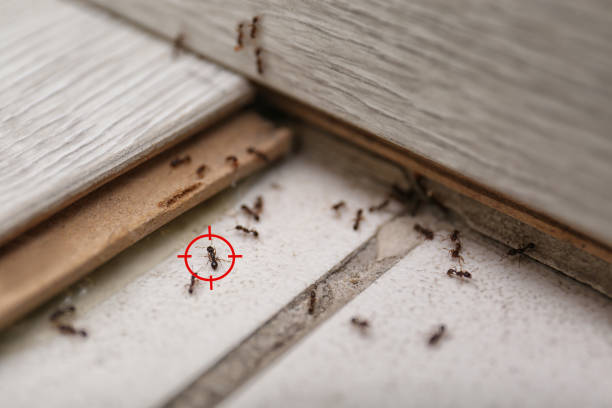Best Pest Control Near Me  in Hudsonville, MI