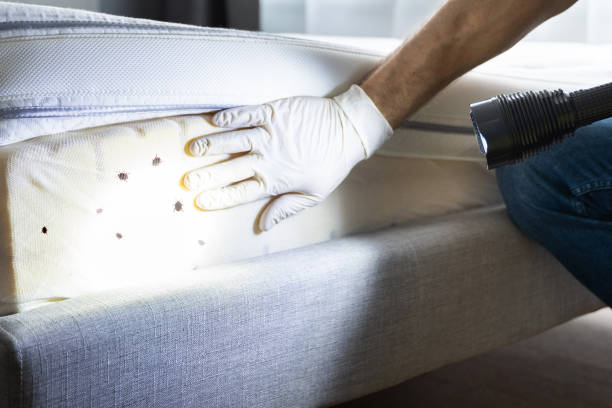 Flea Control Services in Hudsonville, MI