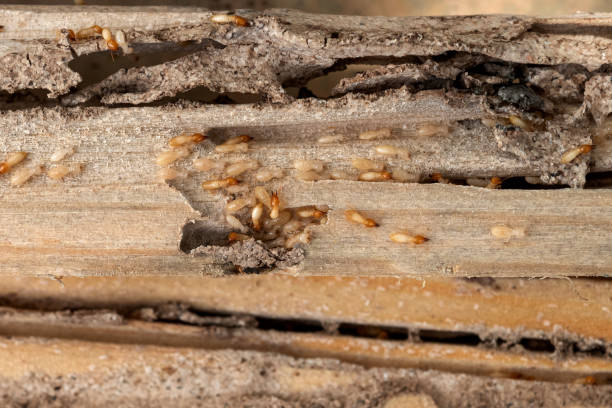 Best Flea Control Services  in Hudsonville, MI